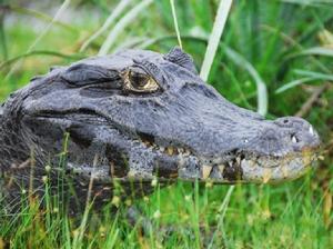 眼鏡凱門鱷 眼鏡凱門鱷