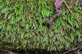 墊叢紫萼蘚