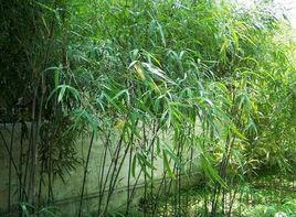 長葉苦竹 長葉苦竹