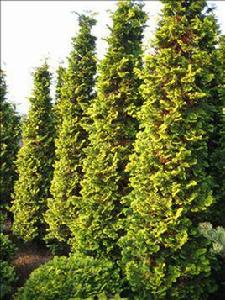 孔雀柏(栽培變種) 孔雀柏(栽培變種)