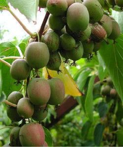 軟棗獼猴桃 軟棗獼猴桃