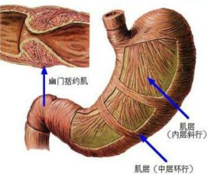 幽門括約肌 幽門括約肌