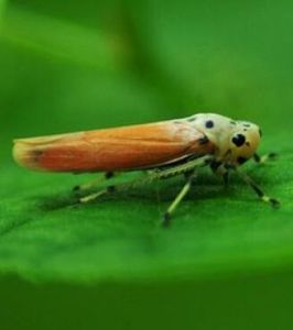 蜀凹大葉蟬 蜀凹大葉蟬