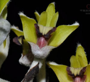 白綿毛蘭 白綿毛蘭