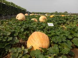 中國長春國際農業·食品博覽(交易)會 中國長春國際農業·食品博覽(交易)會