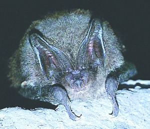 北京寬耳蝠 北京寬耳蝠