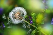 小花蒲公英 小花蒲公英