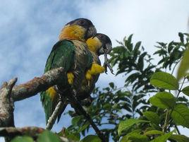 黑頭凱克鸚鵡 黑頭凱克鸚鵡