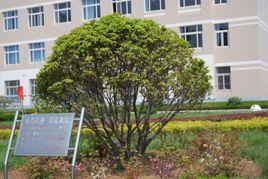 青島高新職業學校 青島高新職業學校