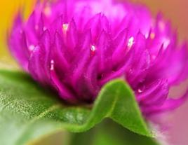 千日紅[中藥材]