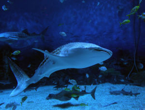 煙臺海昌鯨鯊館