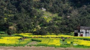 新安江國畫長廊遊船