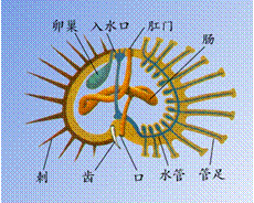 （圖）棘皮動物