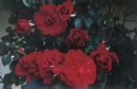 科拉瑞慈 科拉瑞慈