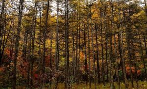 落葉松林 落葉松林