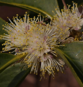 葫蘆果山礬 葫蘆果山礬