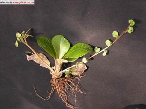 大葉金腰 大葉金腰