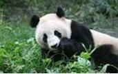 勿角大熊貓自然保護區