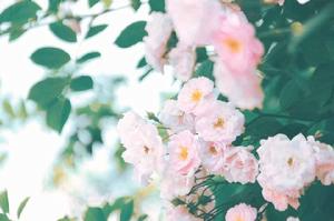 風中薔薇花 風中薔薇花