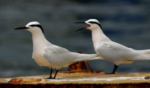 西部鷗嘴燕鷗 西部鷗嘴燕鷗