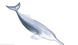 null[白鱀豚科動物]