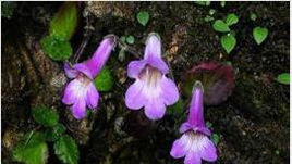 卵圓唇柱苣苔 卵圓唇柱苣苔