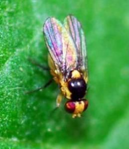 斑潛蠅 斑潛蠅