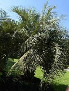 布迪椰子 布迪椰子