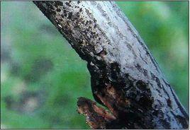 核桃腐爛病 核桃腐爛病