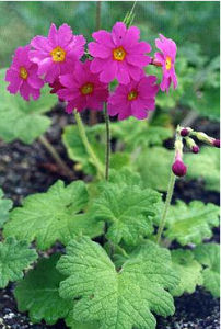 寶興掌葉報春 寶興掌葉報春