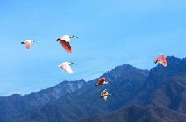 朱䴉之鄉 朱䴉之鄉