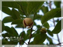 牛心梨樹皮 牛心梨樹皮