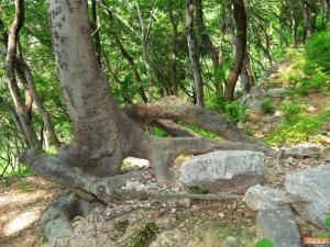 大雲寺遺址[山東省夏津縣遺址]