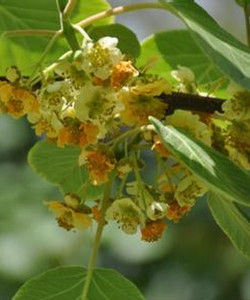 星毛獼猴桃 星毛獼猴桃