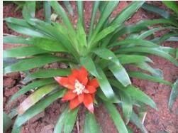 狹葉垂水塔花 狹葉垂水塔花