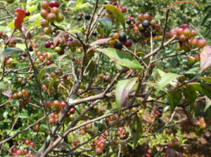 毛果雲南越桔 毛果雲南越桔