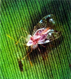 香蕉冠網蝽形態(圖1)