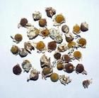 豬腰子果 豬腰子果