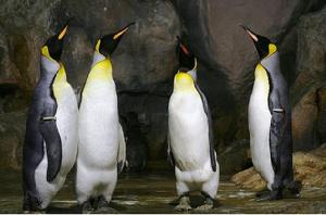 王企鵝麥夸里島亞種