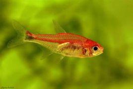 露比燈魚 露比燈魚