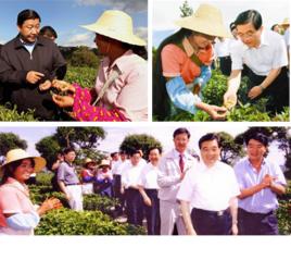 雲南龍生茶葉集團 雲南龍生茶葉集團