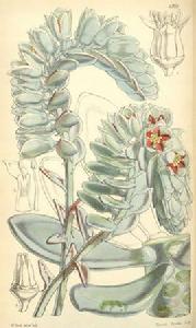 厚葉草屬 厚葉草屬