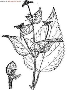 大葉糙蘇 大葉糙蘇