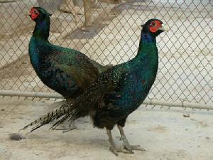 天峨六畫山雞 天峨六畫山雞