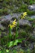 不丹垂頭菊 不丹垂頭菊