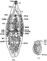 吸蟲 吸蟲