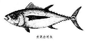 鮪魚科 鮪魚科