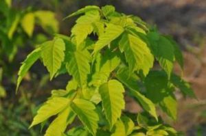 五脈毛葉槭 五脈毛葉槭