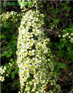 金塔斯山地草原類草地自然保護區 金塔斯山地草原類草地自然保護區