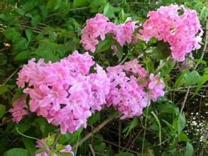 細辛葉報春 細辛葉報春